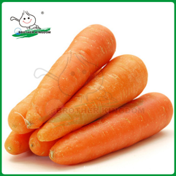 Vender zanahorias / zanahorias frescas / zanahorias China